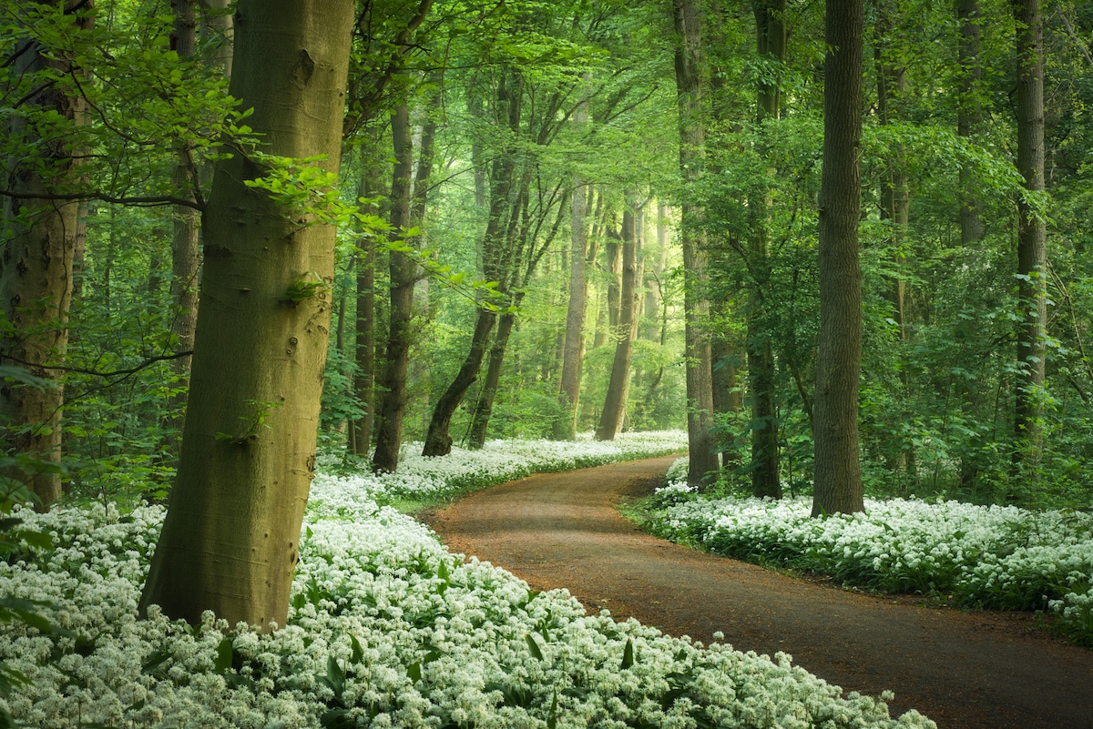 Forest in the Netherlands in the Spring