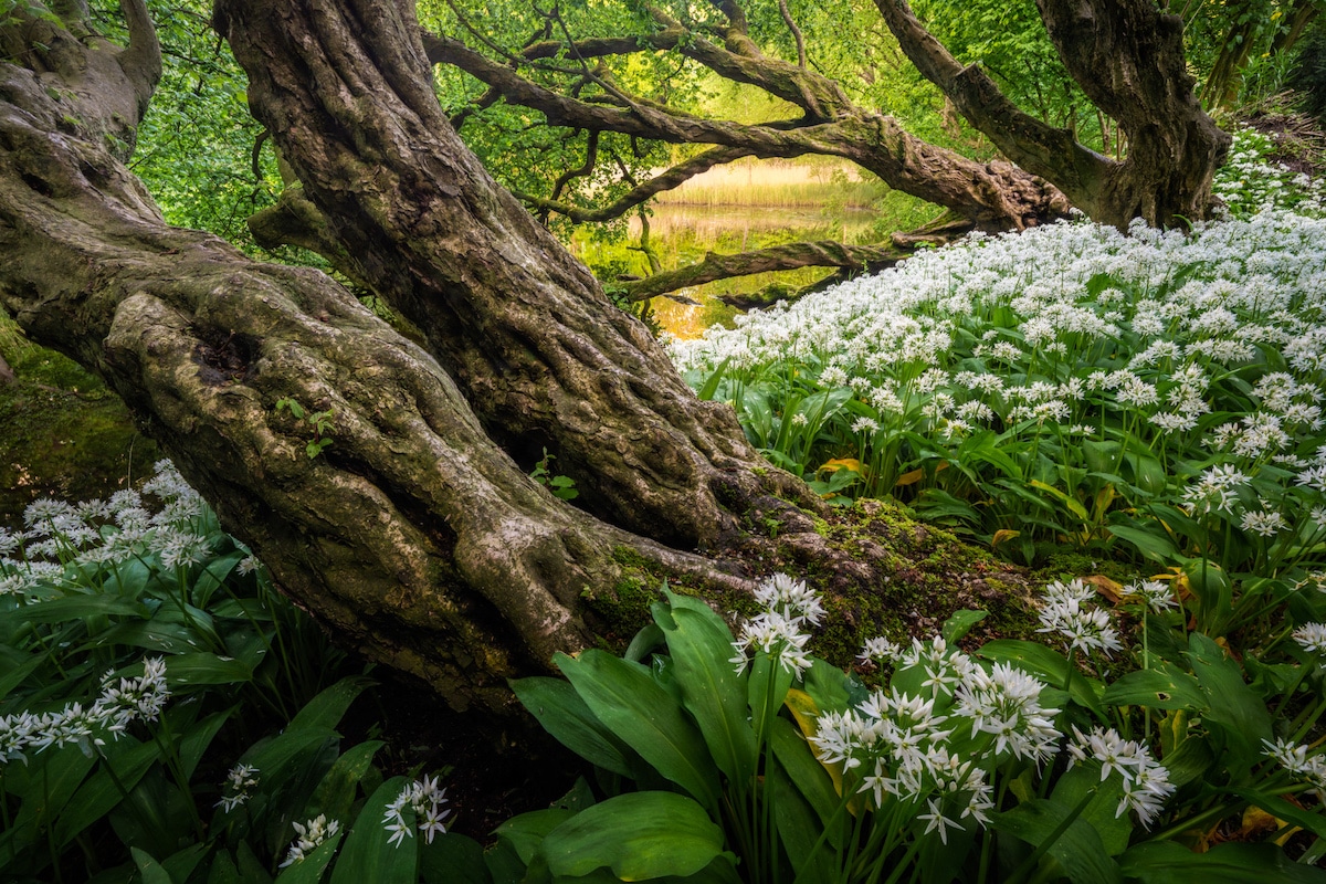 Forest in the Netherlands with White Garlic 