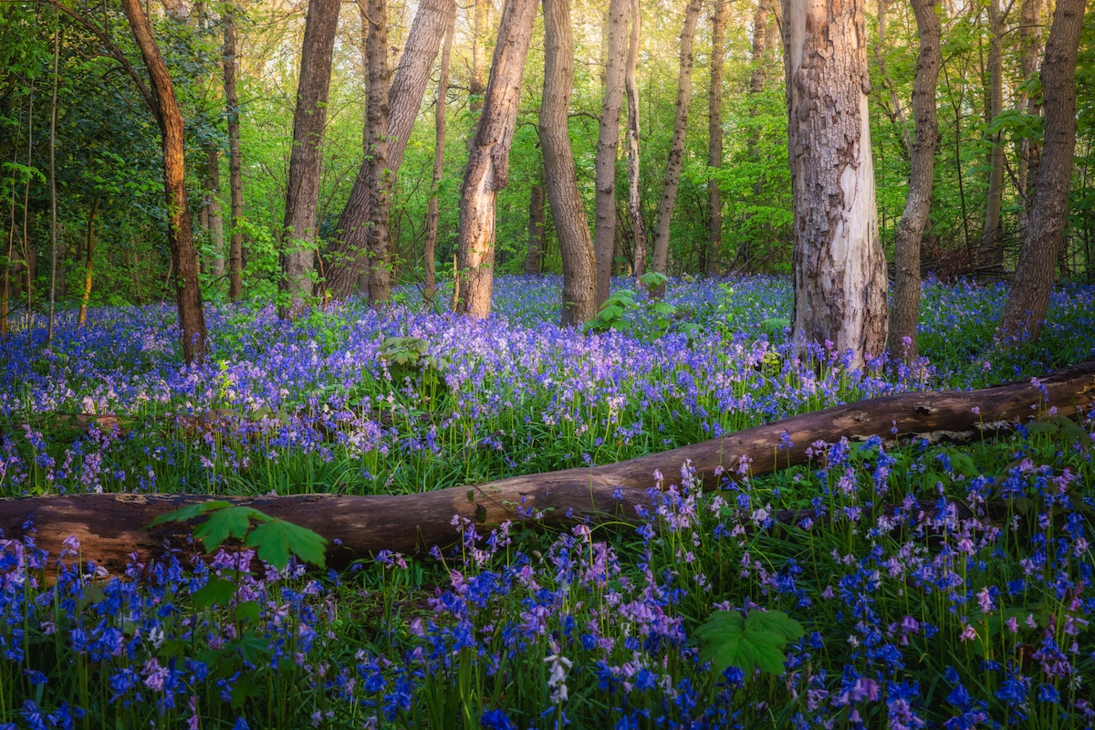Wild hyacinth flowers in the forest