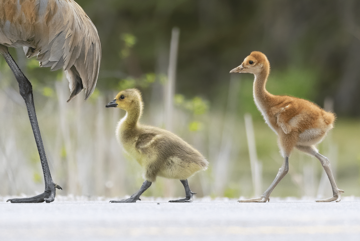 Cranes and Goose Goslings by Joselyn Anderson Bird Photographer