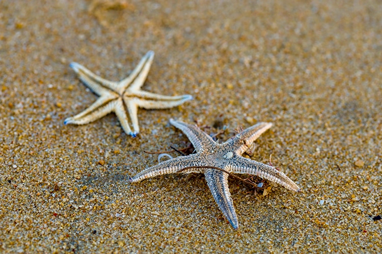 Starfish Lying on the Beach