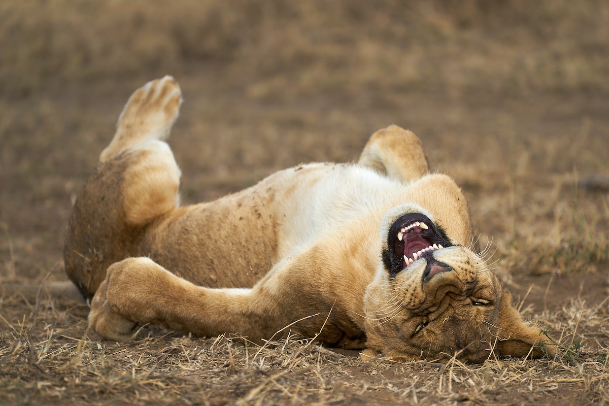 Young lion in the Serengeti National Park, Tanzania looking like they're laughing