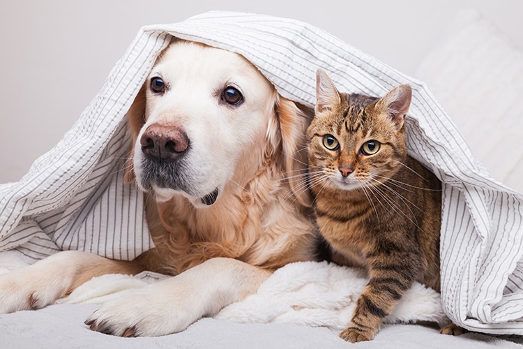 UK Laws Will Recognize Animals as Sentient Beings