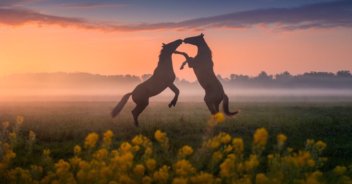 Netherlands-Spring-Albert-Dros-thumbnail.jpg - ViralBandit