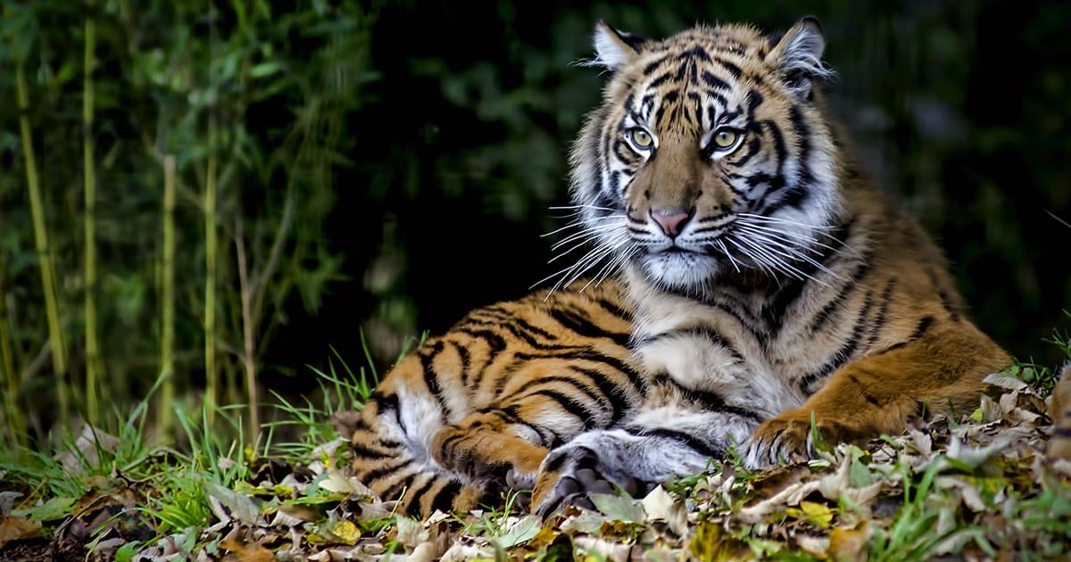 endangered-species-thumbnail-1.jpg - ViralBandit