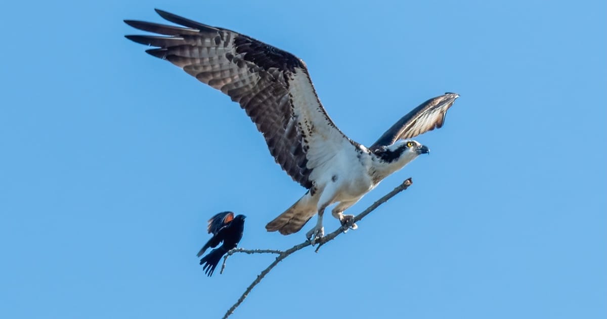 jocelyn-anderson-osprey-redwingedblackbird-thumbnail.jpg - ViralBandit