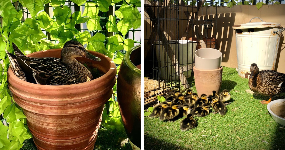 mallard-duck-nesting-laying-eggs-on-london-balcony-thumbnail.jpg - ViralBandit