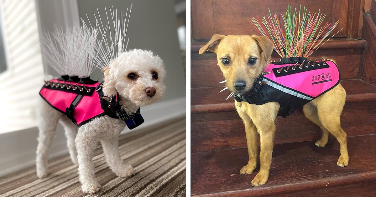 pet-body-armor-coyotevest-thumbnail.jpg - ViralBandit