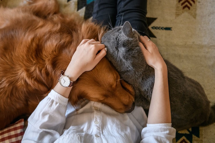 Therapy Dog