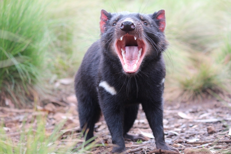- ViralBandit Tasmanian Devil Joeys Born in Australia