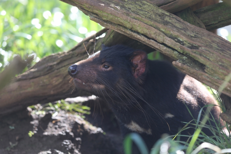 - ViralBandit Wild Tasmanian Devils
