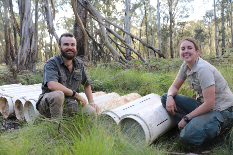 - ViralBandit Wild Tasmanian Devils