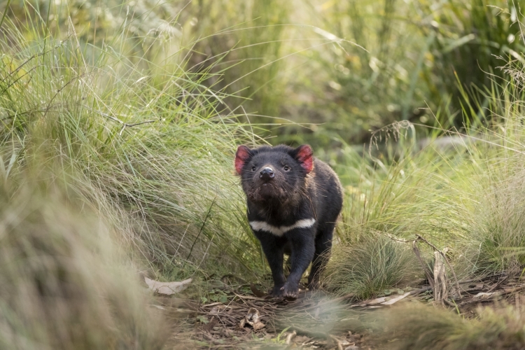 - ViralBandit Wild Tasmanian Devils