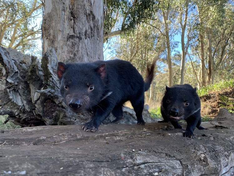 - ViralBandit Tasmanian Devil Joeys Born in Australia
