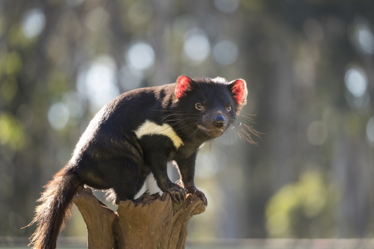 - ViralBandit Tasmanian Devil Joeys Born in Australia