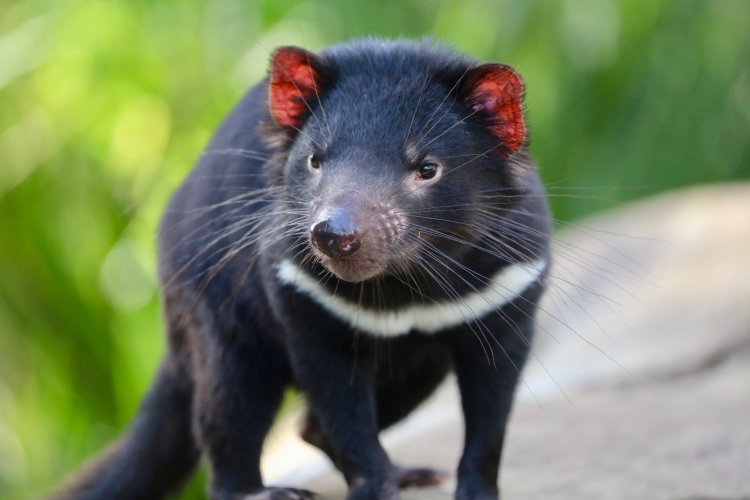 - ViralBandit Tasmanian Devil Joeys Born in Australia