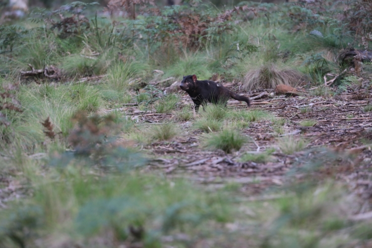 - ViralBandit Tasmanian Devil Joeys Born in Australia