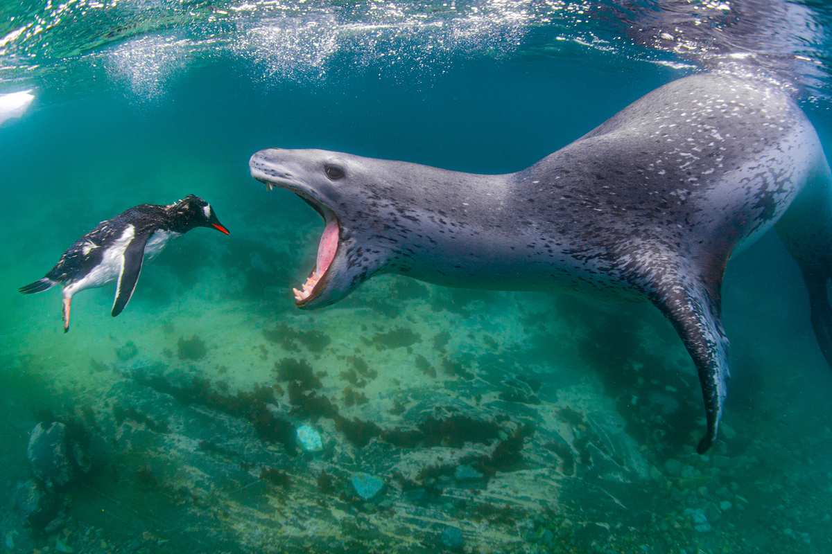 Leopard Seal About to Eat a Penguin