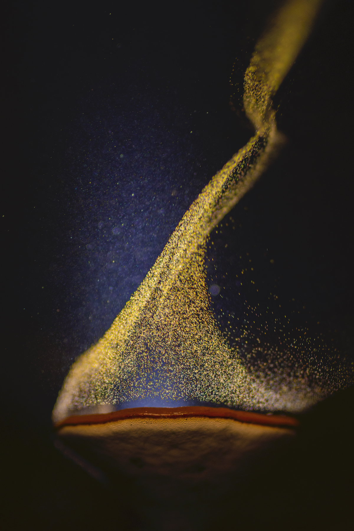 Spores Rising from Mushroom Cap