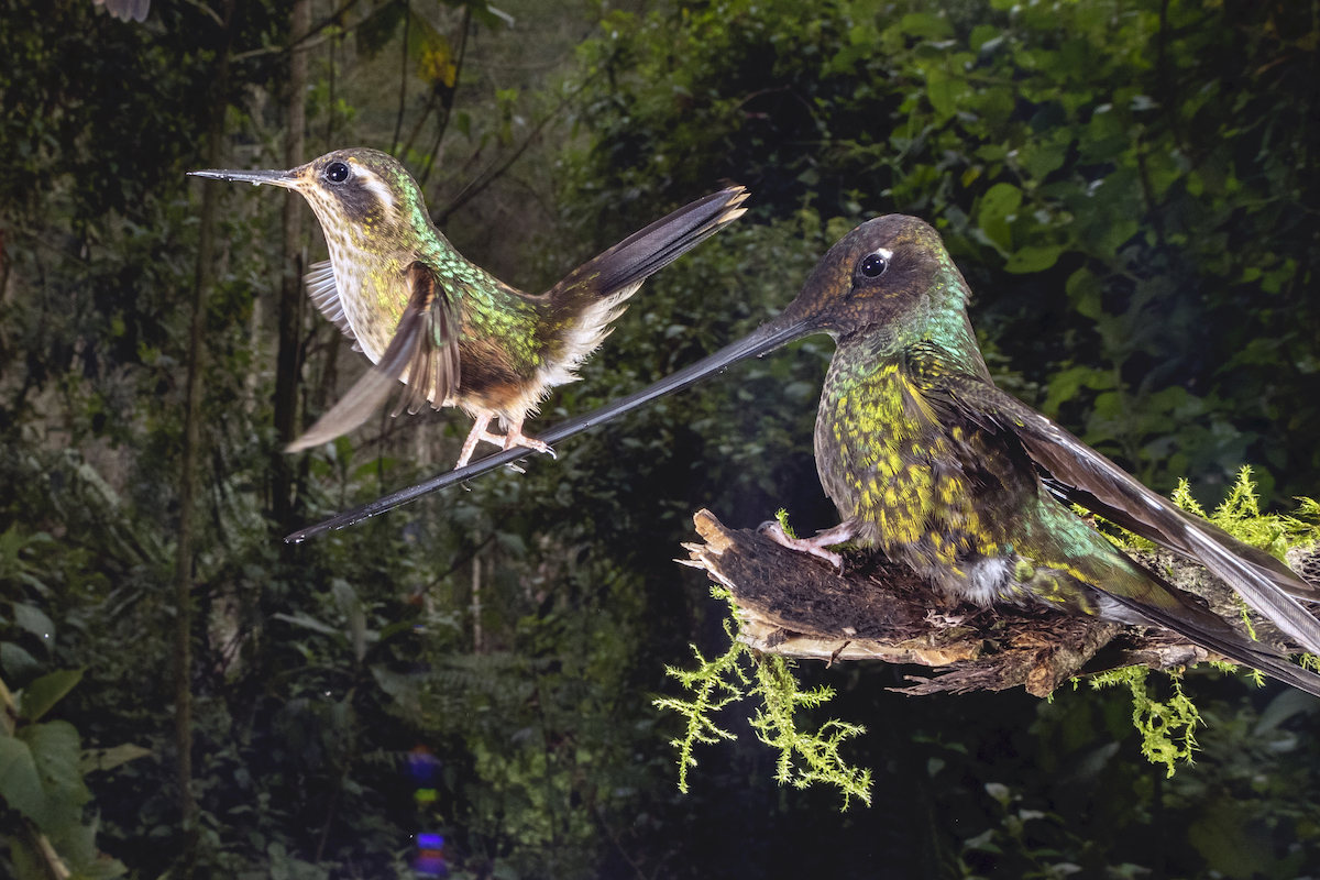 Sword-billed hummingbird in Ecuador