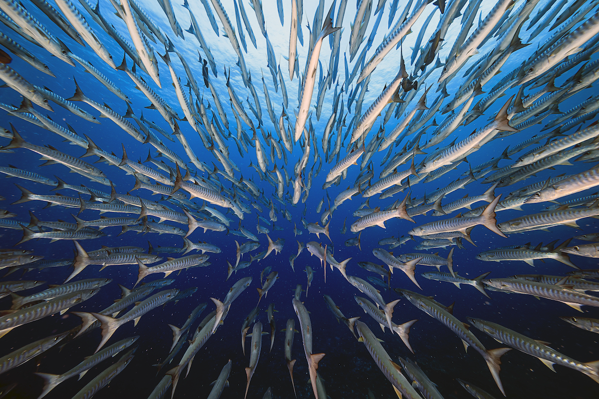Barracuda in Palau’s Blue Corner