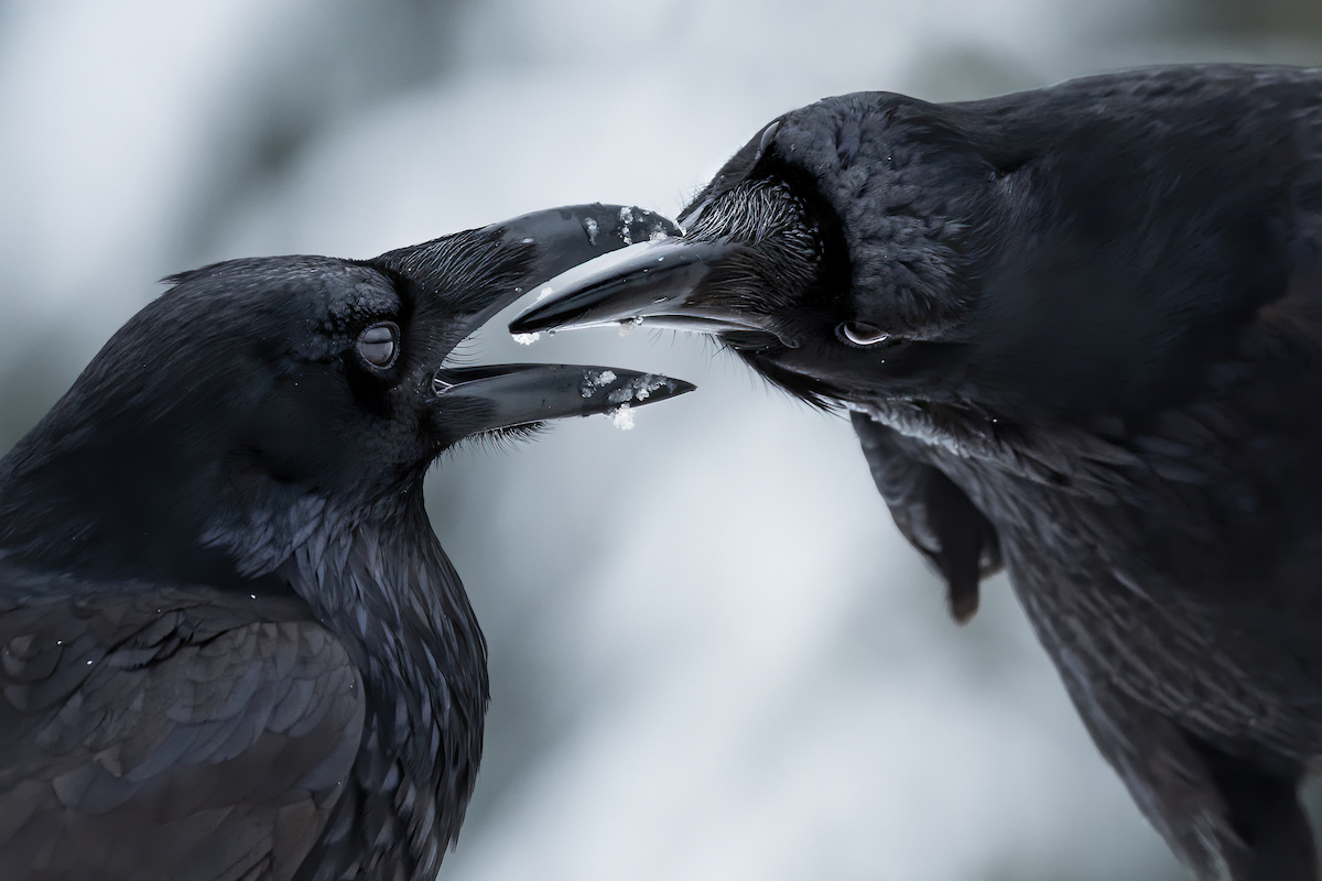 Couple of Ravens Doing Reciprocal Grooming