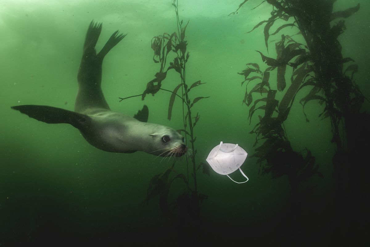 Seal Underwater with Face Mask Floating By