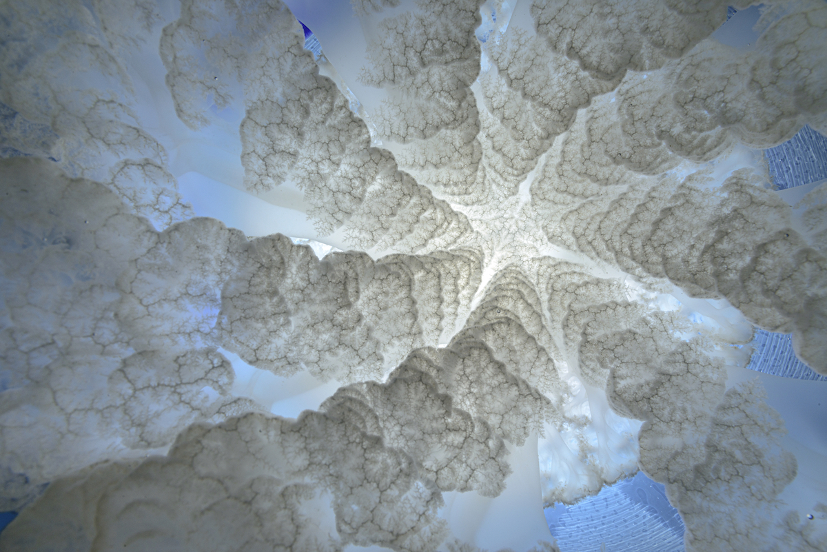 Close Up of a Dustbin-lid Jellyfish