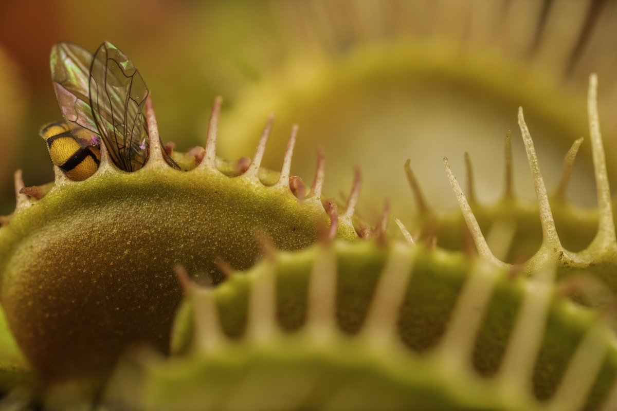 Venus Flytrap Eating a Fly