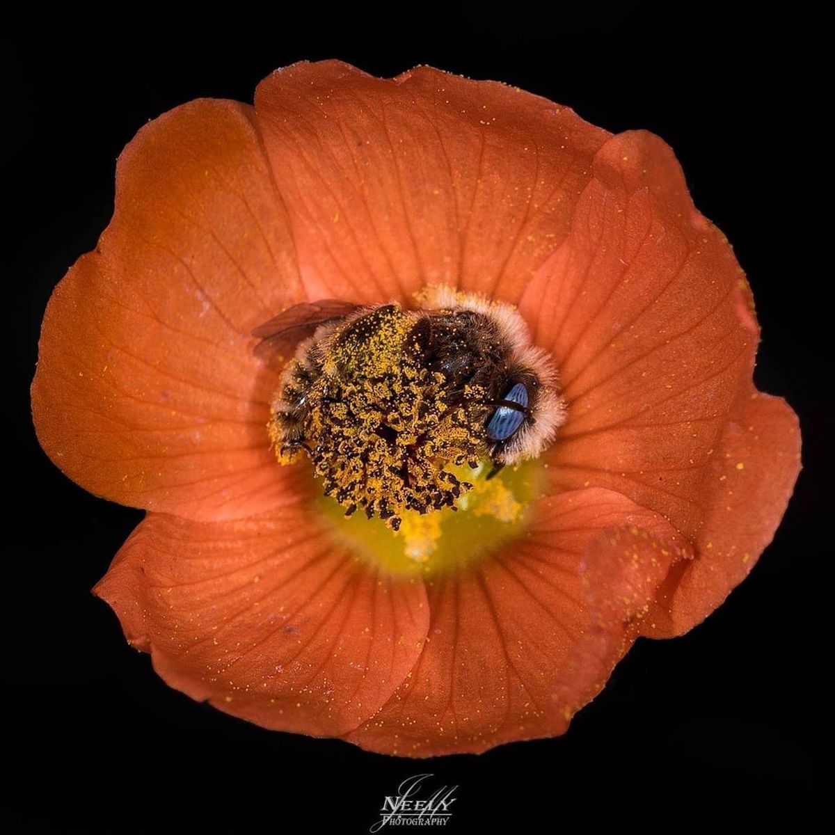 Bees Sleeping in a Globe Mallow Flower