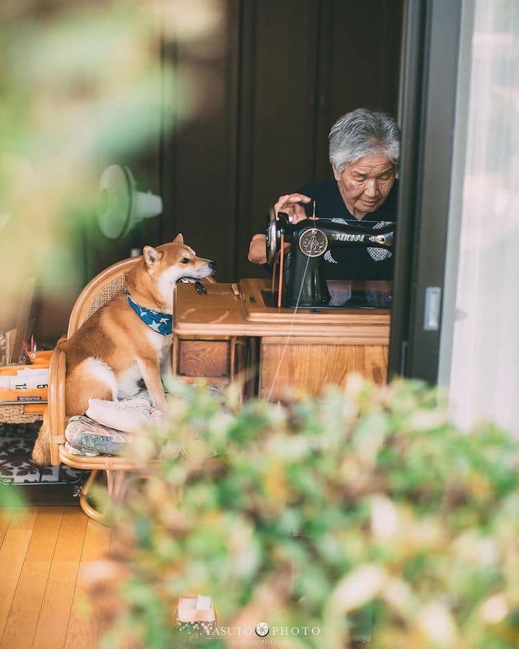 Grandmother With Shiba Inu Photos by YASUTO