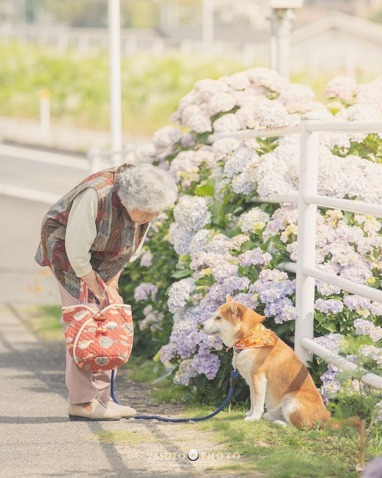 Grandmother With Shiba Inu Photos by YASUTO