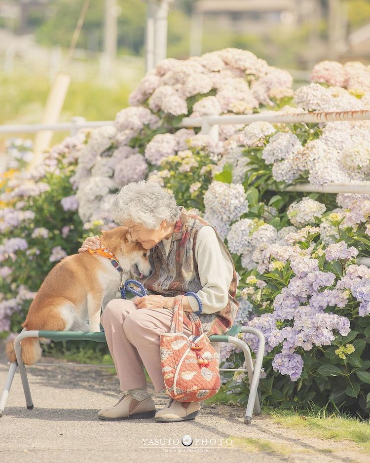 Grandmother With Shiba Inu Photos by YASUTO