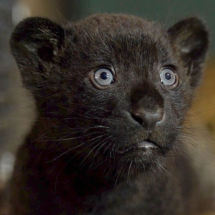 Rare Black Jaguar Cub The Big Cat Sanctuary