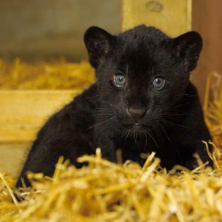 Rare Black Jaguar Cub The Big Cat Sanctuary