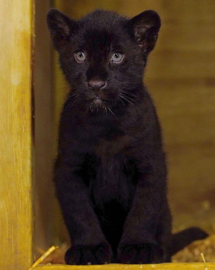 Rare Black Jaguar Cub The Big Cat Sanctuary