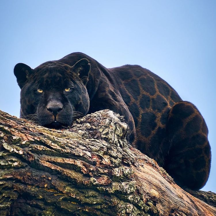 Black Jaguar The Big Cat Sanctuary