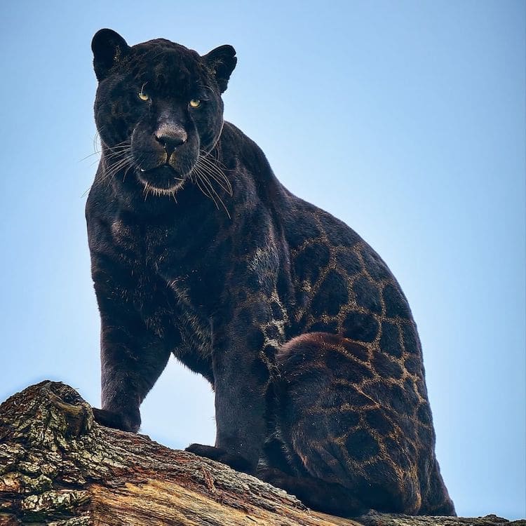 Black Jaguar The Big Cat Sanctuary