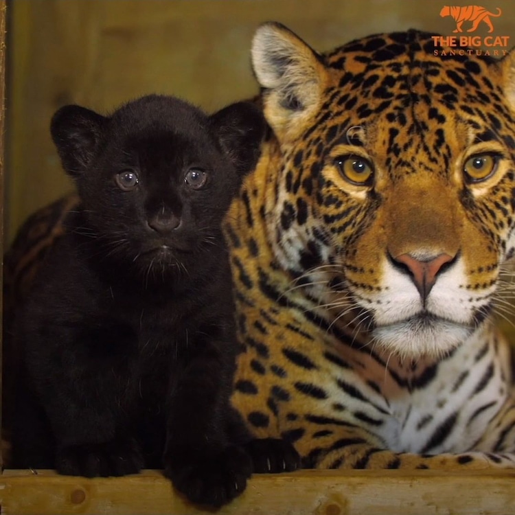 Rare Black Jaguar Cub and Mom The Big Cat Sanctuary