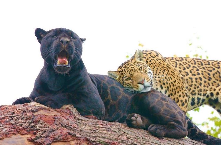 Jaguars at The Big Cat Sanctuary
