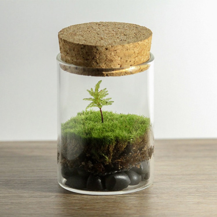 Gardening Grow Kit