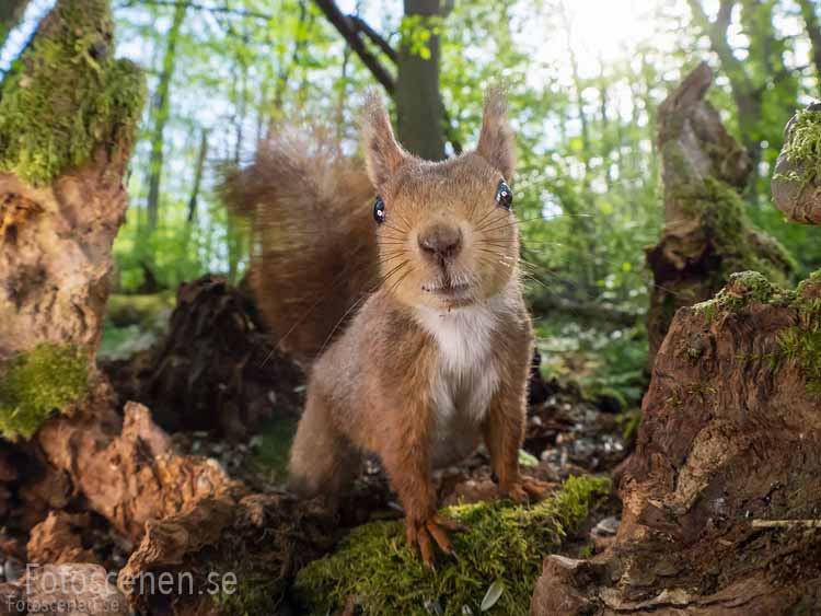 - ViralBandit Squirrel Photos by Johnny Kääpä