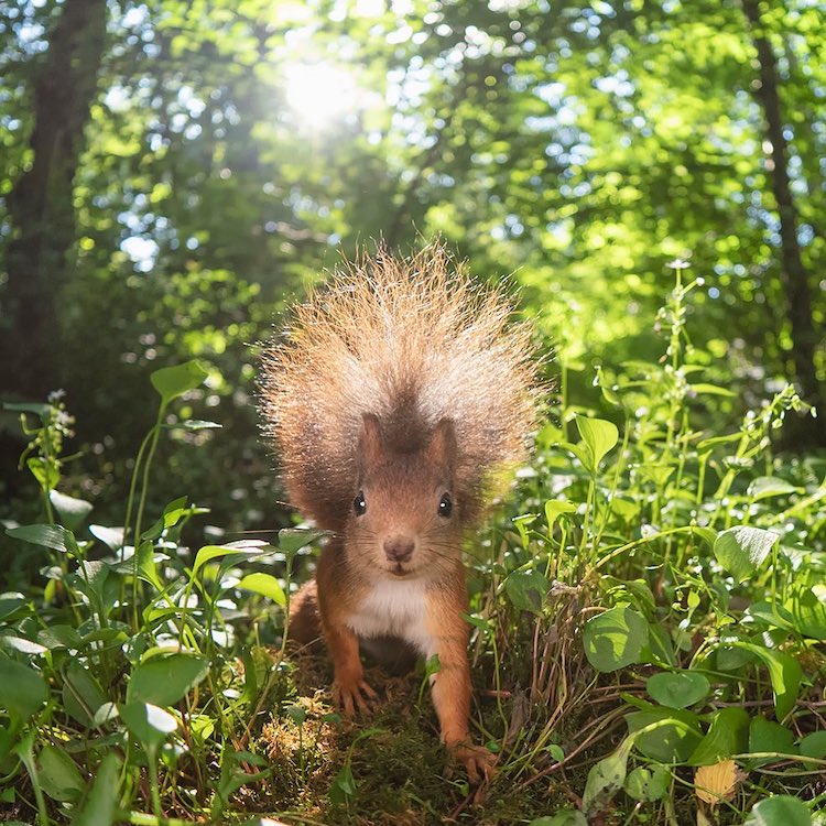 - ViralBandit Squirrel Photos by Johnny Kääpä