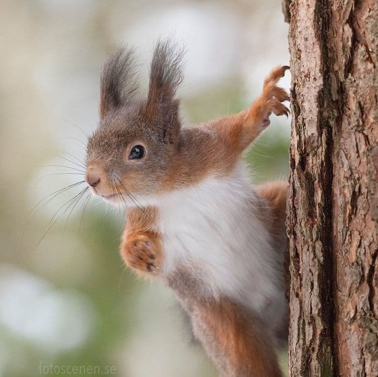 - ViralBandit Squirrel Photos by Johnny Kääpä