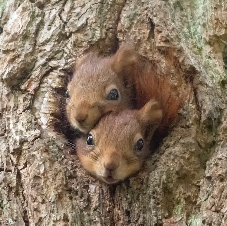 - ViralBandit Squirrel Photos by Johnny Kääpä