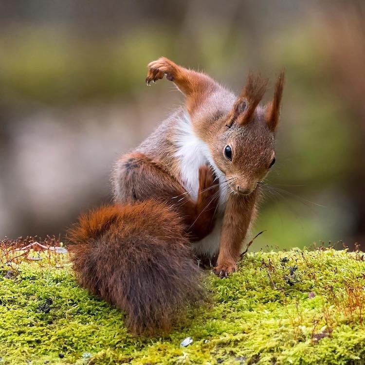 - ViralBandit Squirrel Photos by Johnny Kääpä