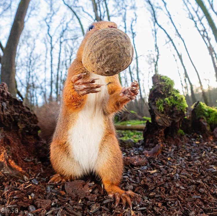 - ViralBandit Squirrel Photos by Johnny Kääpä