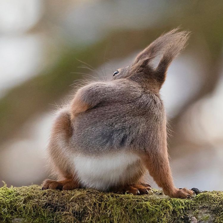 - ViralBandit Squirrel Photos by Johnny Kääpä