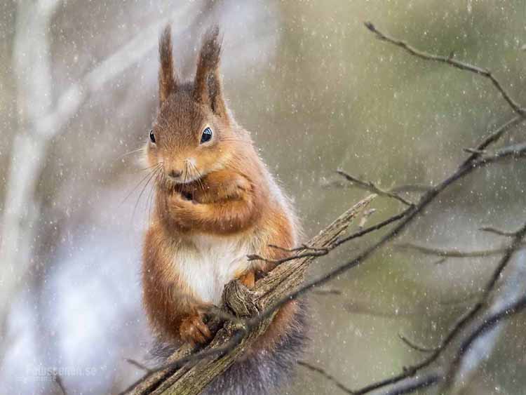 - ViralBandit Squirrel Photos by Johnny Kääpä