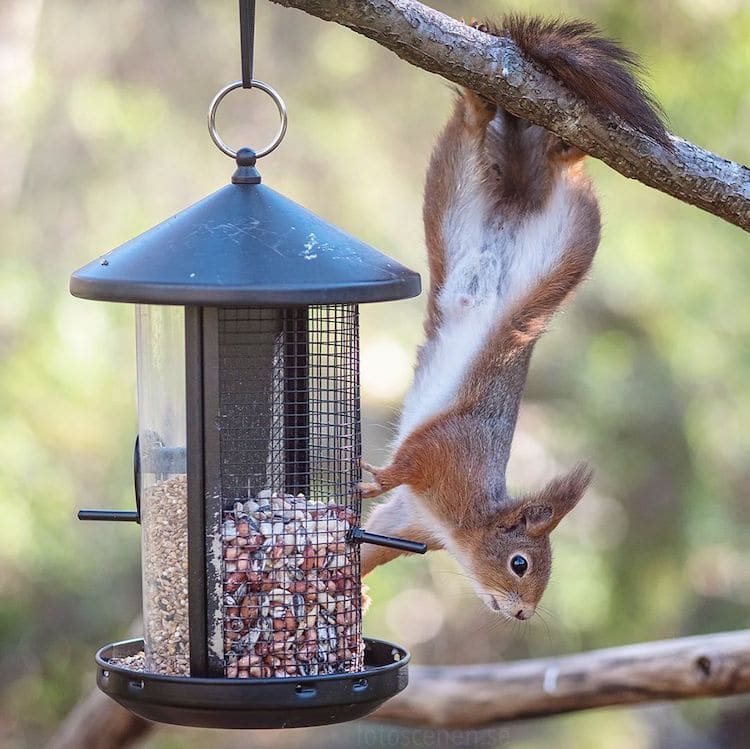 - ViralBandit Squirrel Photos by Johnny Kääpä